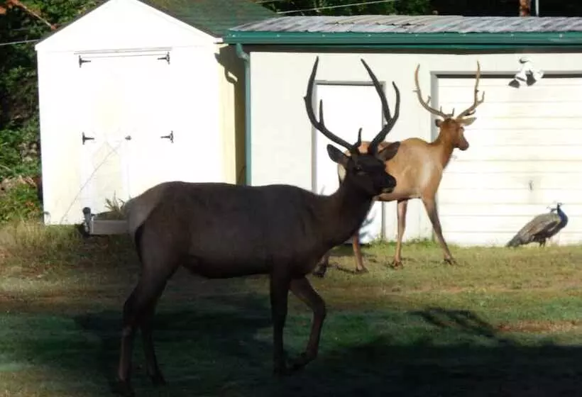 Hotelli Mountain View Lodge   No Pets Allowed
