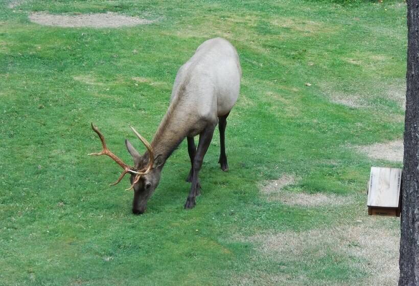 هتل Mountain View Lodge No Pets Allowed