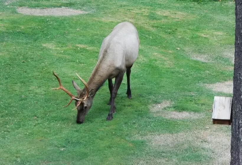 Hotelli Mountain View Lodge   No Pets Allowed