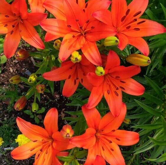 Szálloda Nature's Inn Red Lake