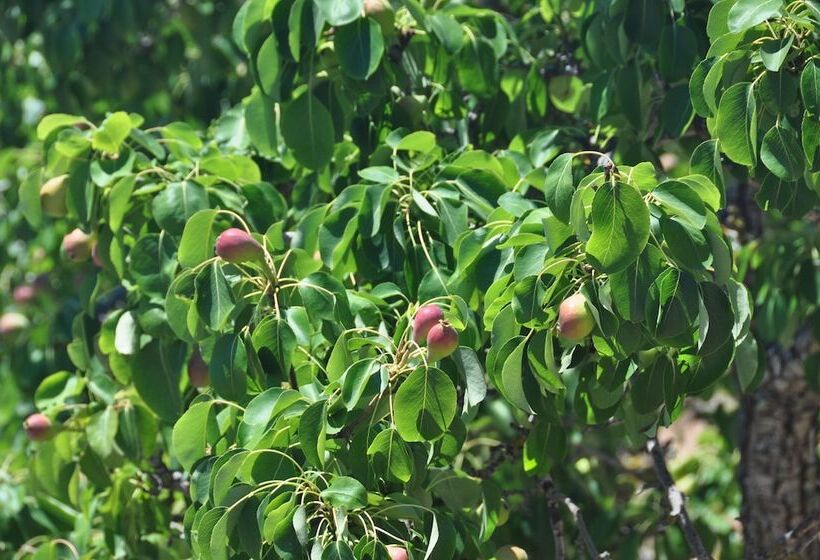 هتل روستایی Agroturismo Sa Campaneta