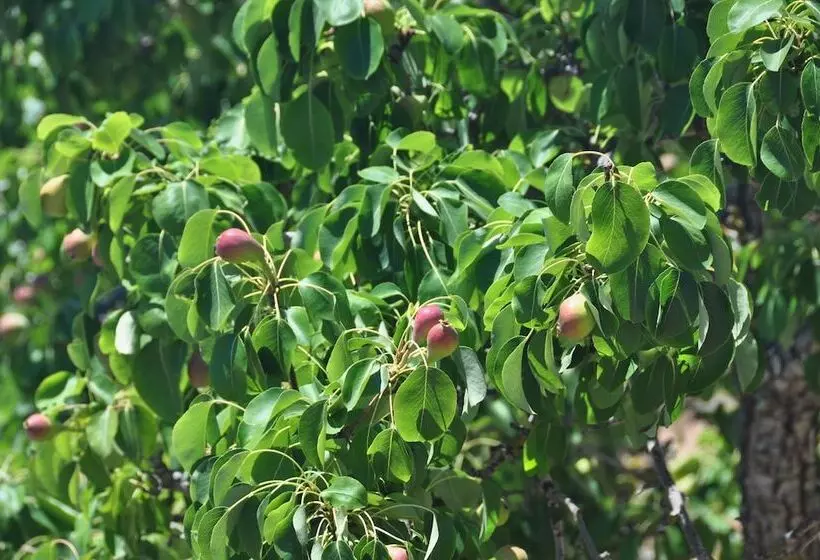 Maaseutuhotelli Agroturismo Sa Campaneta