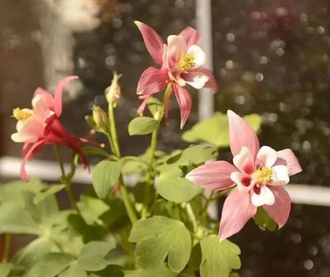 ホテル Gut Moierhof