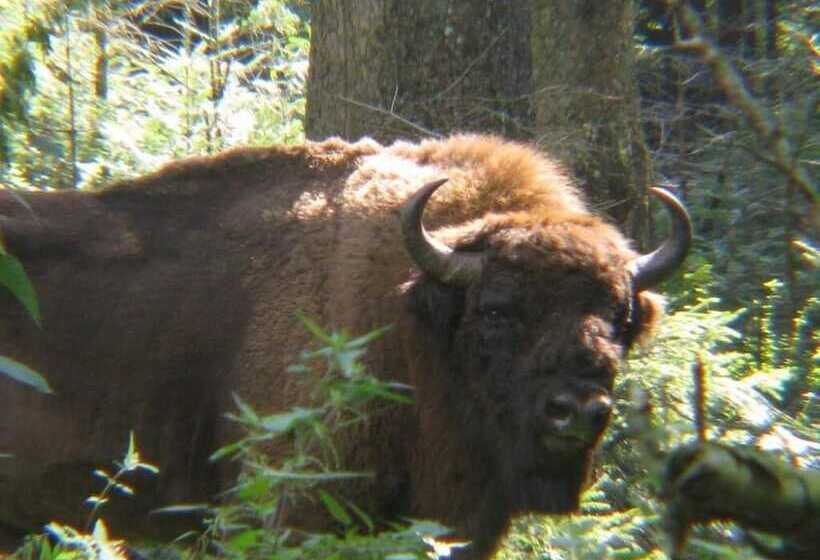 Отель Vitalesca