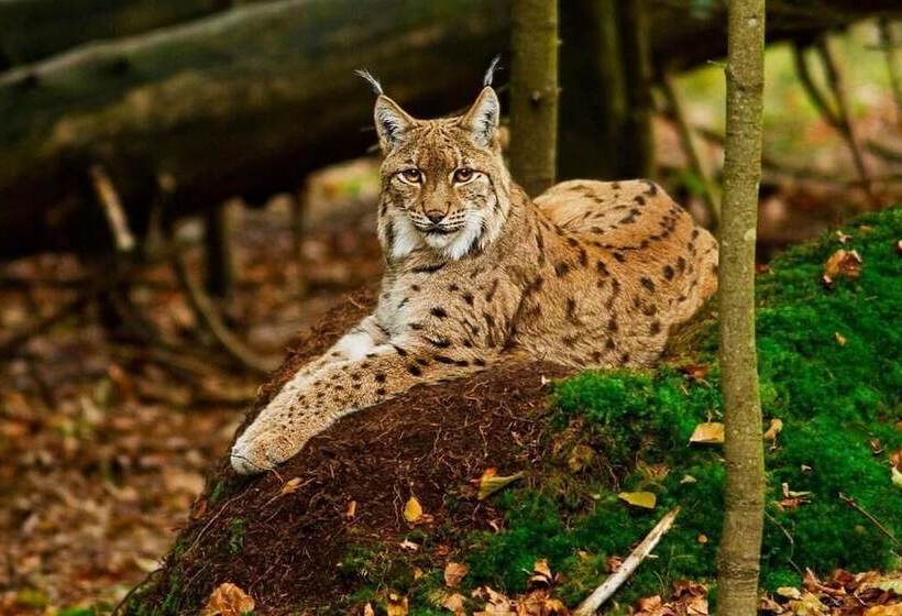 Отель Vitalesca