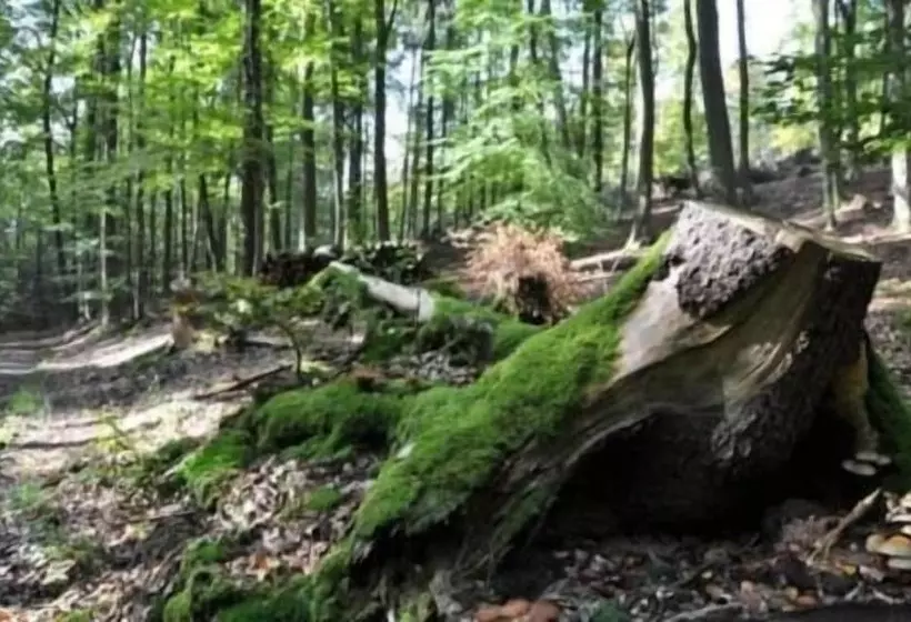 Отель Zu Jeddelohs Lodge