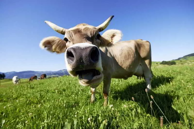 酒店 Pfrontener Hof