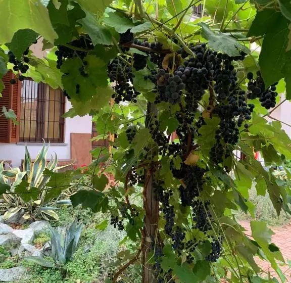 Aamiaismajoitus (B&B) Bouganville