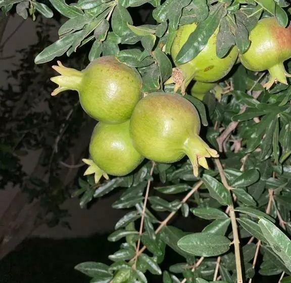 فيلا اورنيلا