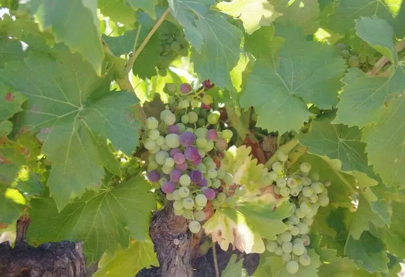 ベッドアンドブレックファースト Le Grand Cèdre   2 Chambres D Hôtes   Sud Ardèche