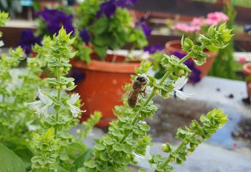 בית מלון כפרי Cazare La Fermă