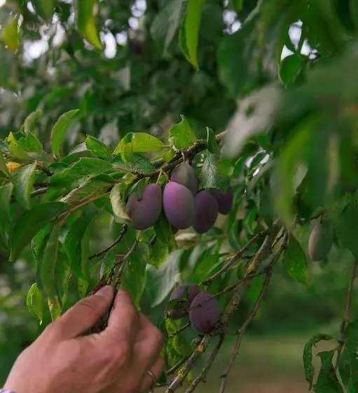 ベッドアンドブレックファースト De Heerlijkheid Loenen Bed En Breakfast