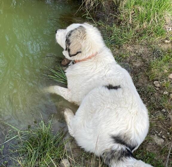 پانسیون Silver Mountain Villa Colibita