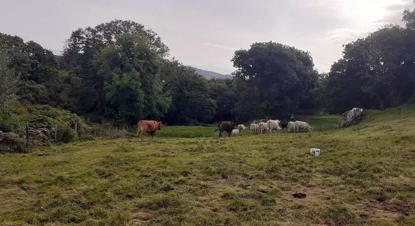 Cuckoo Tree House Glengarriff Beara Peninsula