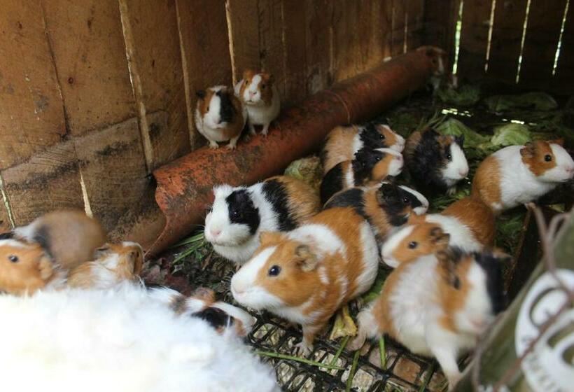 هتل Tranquil Homestays