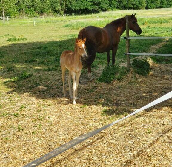 ベッドアンドブレックファースト Chambres D Hôtes De La Vallée