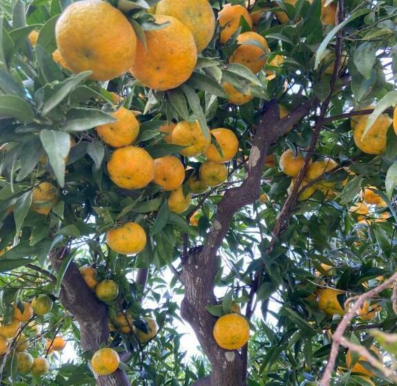 住宿加早餐 Palazzo Vecchio Cocumola
