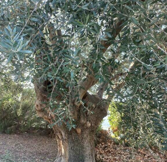 مبيت وإفطار Profumo Di Campagna