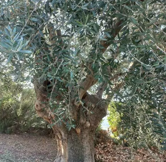 Aamiaismajoitus (B&B) Profumo Di Campagna