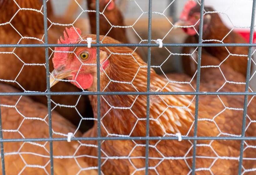 Hotel Nicura Ranch Inn & Stables