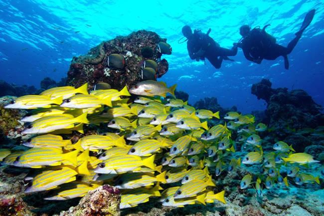 هتل Pearl Himandhoo