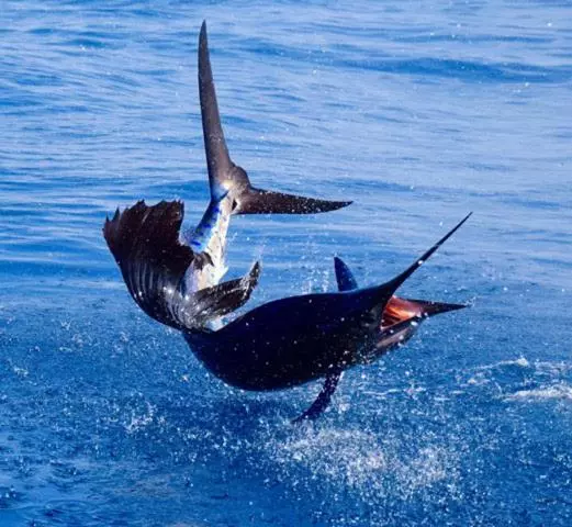 هتل Pearl Himandhoo