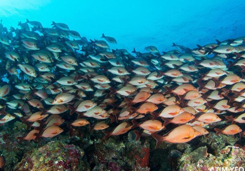 هتل Pearl Himandhoo