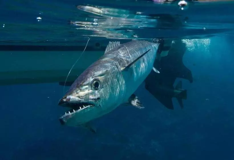 هتل Pearl Himandhoo