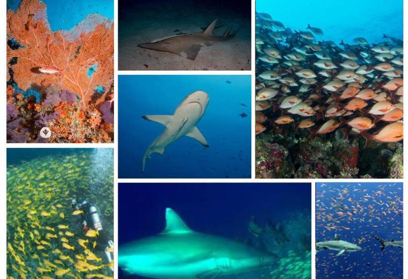 هتل Pearl Himandhoo