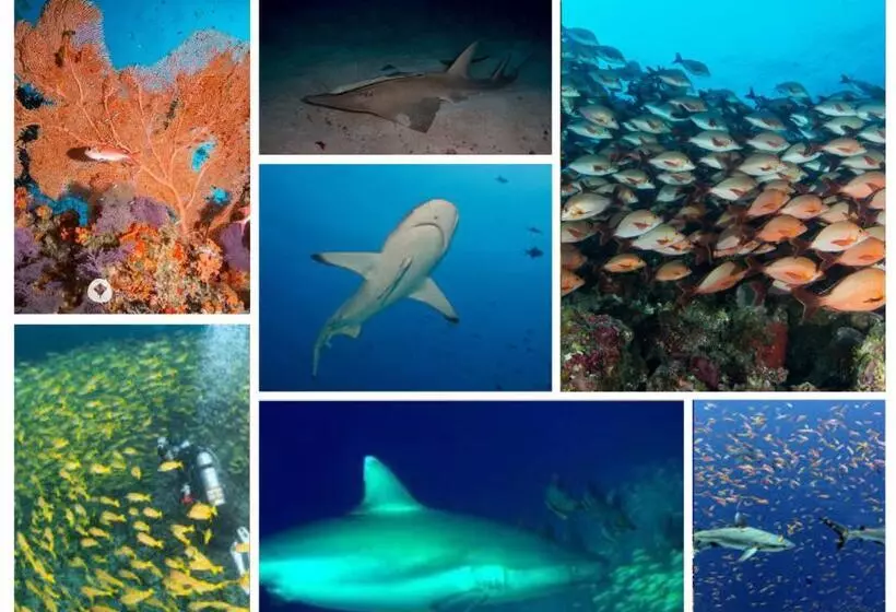 هتل Pearl Himandhoo