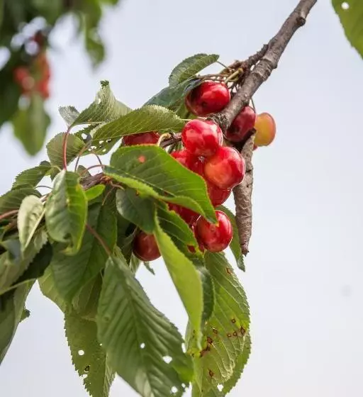 B&b Miellò Nelle Langhe