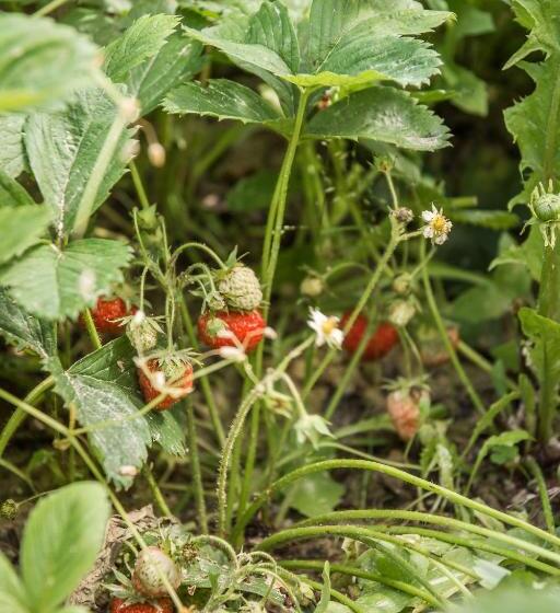 B&b Miellò Nelle Langhe