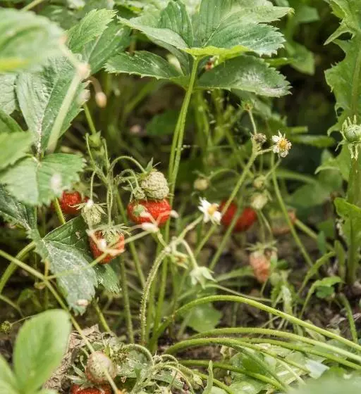 B&b Miellò Nelle Langhe