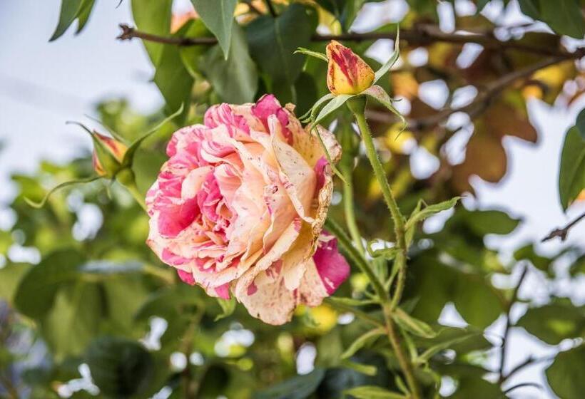 B&b Miellò Nelle Langhe