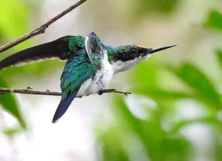 Majatalo La Posada De Las Aves