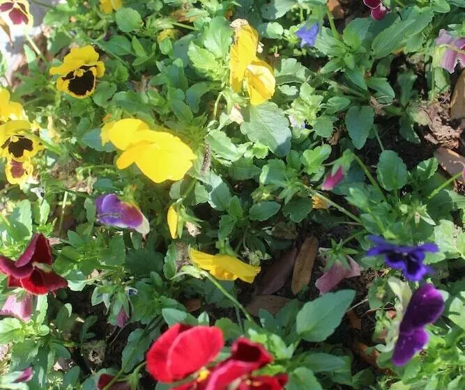 Cedar Oaks Inn The Birdcage Saloon