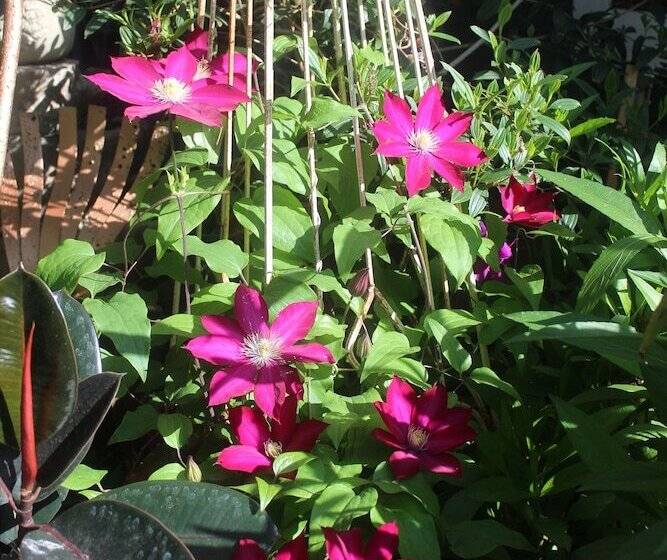 Cedar Oaks Inn The Birdcage Saloon