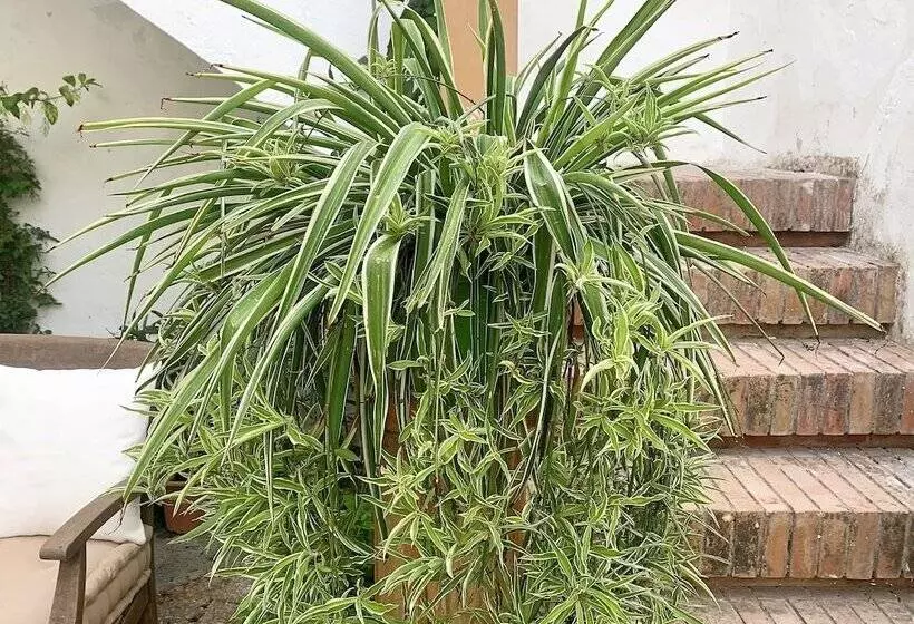 ベッドアンドブレックファースト Patios Del Agua