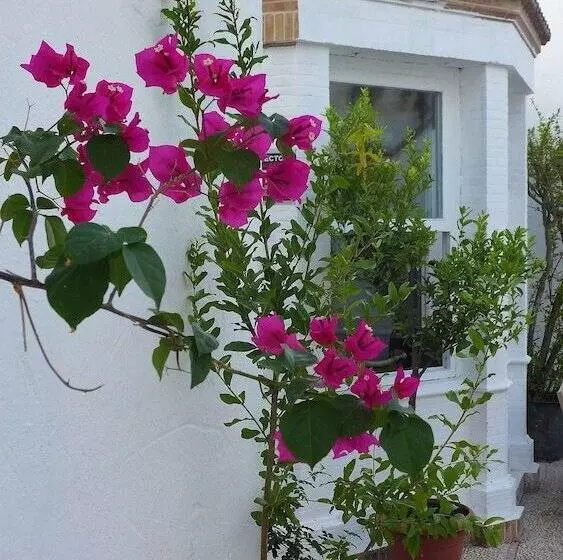 ベッドアンドブレックファースト Patios Del Agua