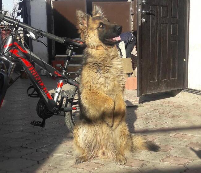 پانسیون Guest House Liliya