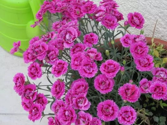 Hotel Pálma Panzió és Vendégház