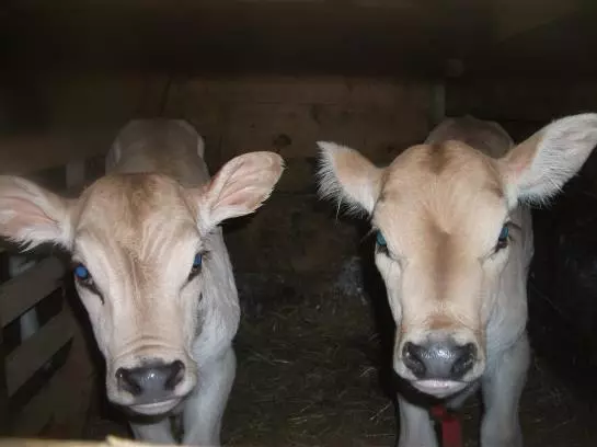 Familienbauernhof Burtscher