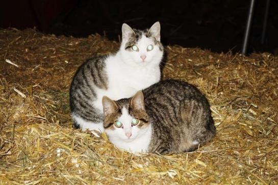 ホテル Mühlenhof Mit Herrlichem Bodenseeblick