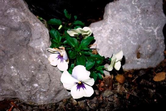 ホテル Mühlenhof Mit Herrlichem Bodenseeblick