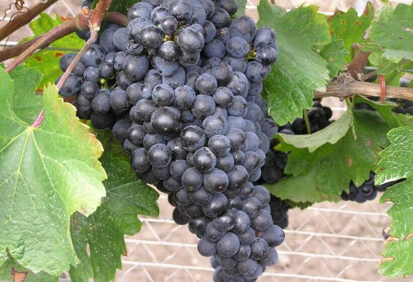 펜션 Weingut Gastehaus Palkowitsch