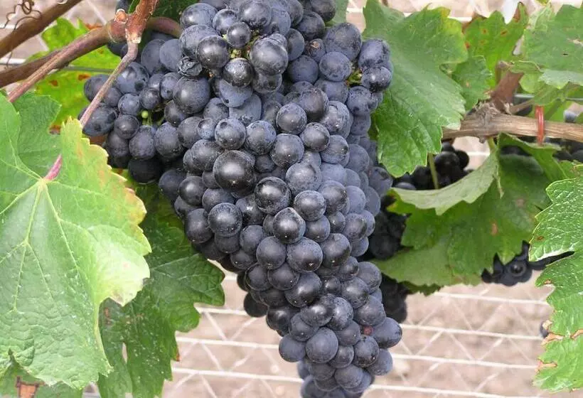 Pansiyon Weingut Gastehaus Palkowitsch