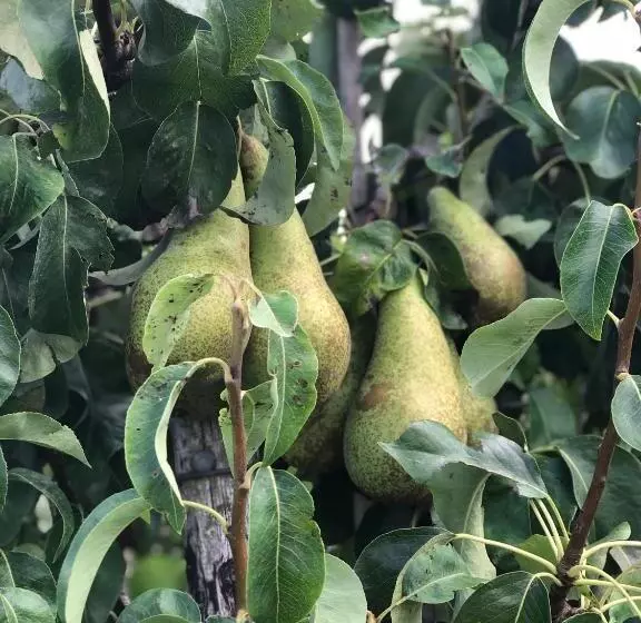 Gastenverblijf Op De Prins Hendrik Hoeve In Buren