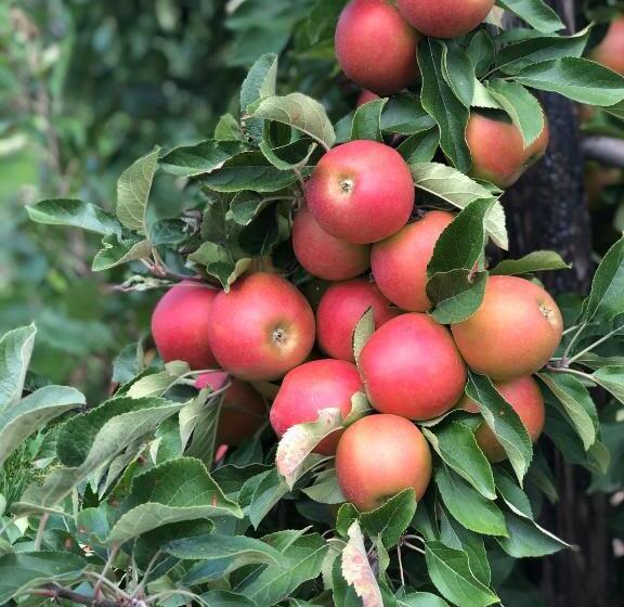 Gastenverblijf Op De Prins Hendrik Hoeve In Buren