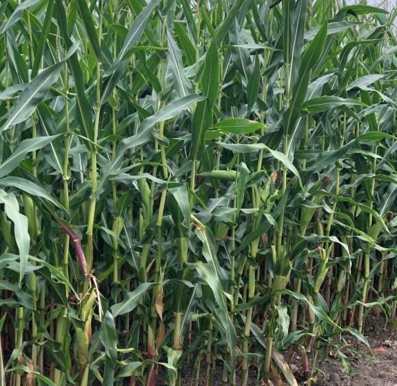 Gastenverblijf Op De Prins Hendrik Hoeve In Buren