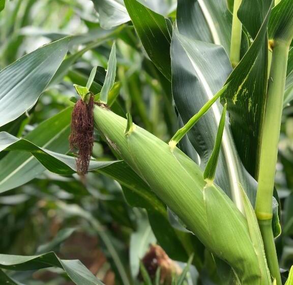 Gastenverblijf Op De Prins Hendrik Hoeve In Buren